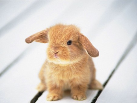 Can you kill your fuzzy little bunny? A cute fuzzy bunny